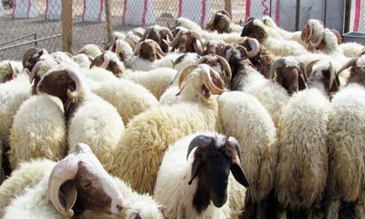 انطلاق التسجيل لاقتناء أضاحي العيد بالمؤسسات العمومية